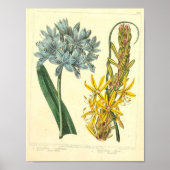 botanisch Poster - Wilde bloem (Voorkant)
