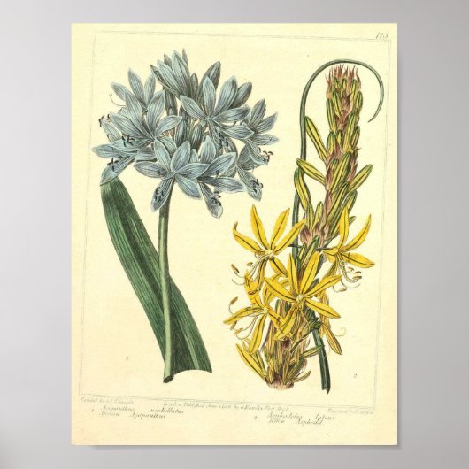 botanisch Poster - Wilde bloem (Voorkant)