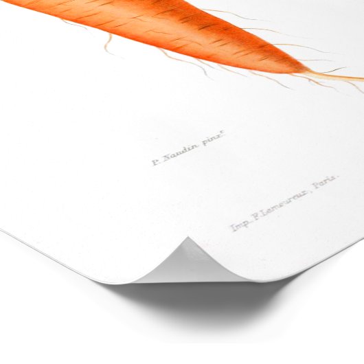  botanisch Poster - Wortel (Hoek)