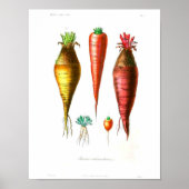 botanisch Poster - wortelen (Voorkant)