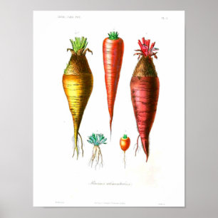 botanisch Poster - wortelen