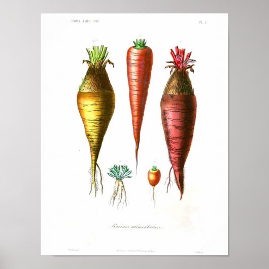 botanisch Poster - wortelen (Voorkant)