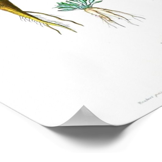 botanisch Poster - wortelen (Hoek)