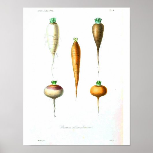 botanisch Poster - wortelen (Voorkant)