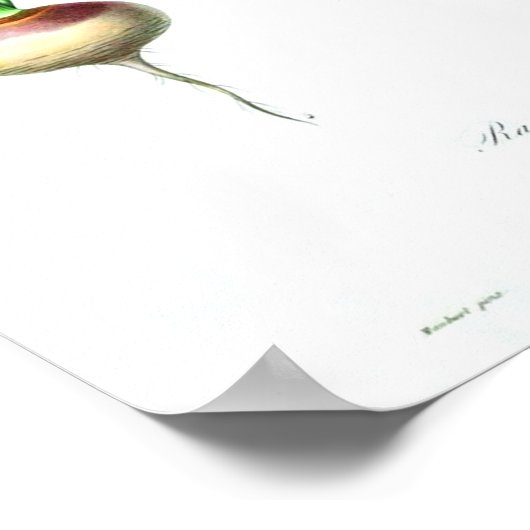  botanisch Poster - wortelen (Hoek)