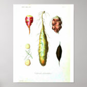  botanisch Poster - wortelgroenten (Voorkant)