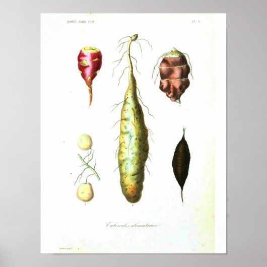  botanisch Poster - wortelgroenten (Voorkant)