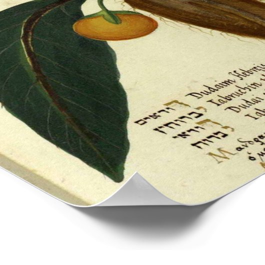  botanisch Poster - Zoet Sinaasappel (Hoek)