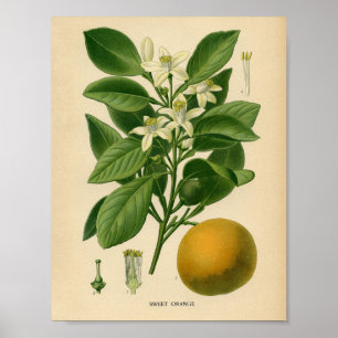  botanisch Poster - Zoet Sinaasappel