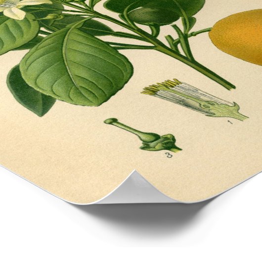 botanisch Poster - Zoet Sinaasappel (Hoek)