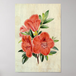  Botanisch President Azalea Poster