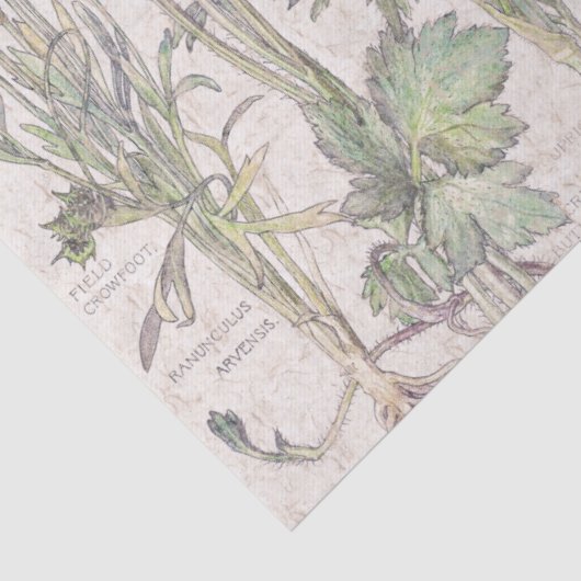 Botanisch Ranunculus Flowers Florence-weefselpapie Tissuepapier (Detail)