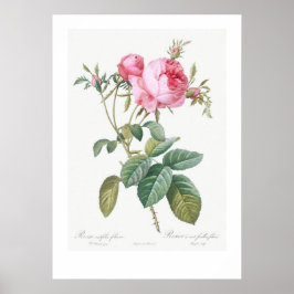 BOTANISCH ROOS ILLUSTRATIE POSTER