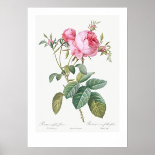 BOTANISCH ROOS ILLUSTRATIE POSTER