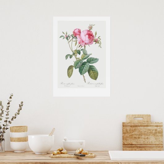 BOTANISCH ROOS ILLUSTRATIE POSTER (Keuken)