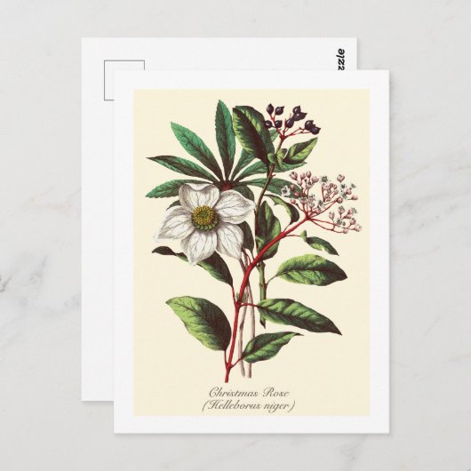  Botanisch Roos met kerstmis Vloer Bouquet Briefkaart (Voorkant / Achterkant)