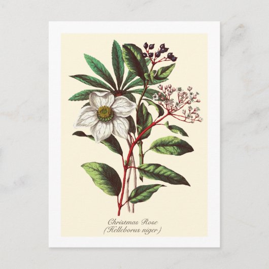  Botanisch Roos met kerstmis Vloer Bouquet Briefkaart (Voorkant)