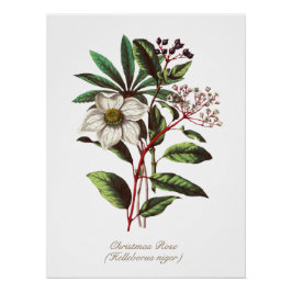 Botanisch Roos met kerstmis Vloer Bouquet Perfect Poster