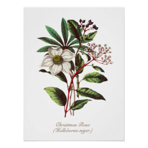 Botanisch Roos met kerstmis Vloer Bouquet Perfect Poster