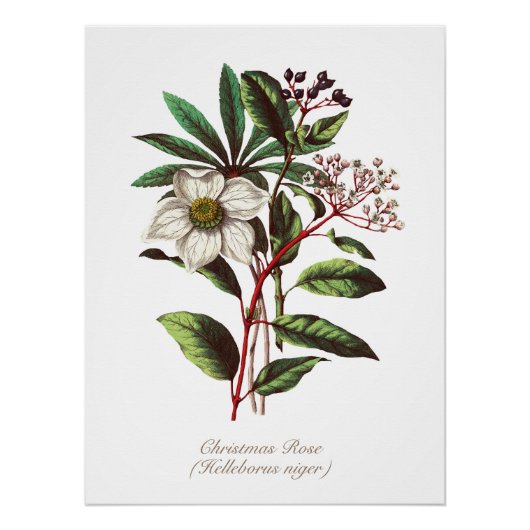 Botanisch Roos met kerstmis Vloer Bouquet Perfect Poster (Voorkant)