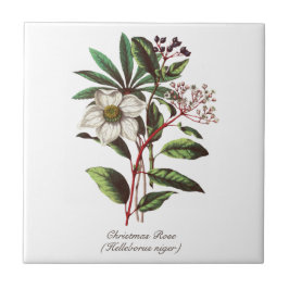 Botanisch Roos met kerstmis Vloer Bouquet Tegeltje