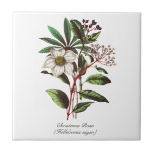  Botanisch Roos met kerstmis Vloer Bouquet Tegeltje