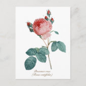  Botanisch Roze Provence Roos Bloemen Briefkaart (Voorkant)