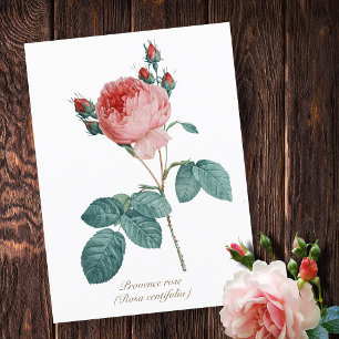  Botanisch Roze Provence Roos Bloemen Briefkaart