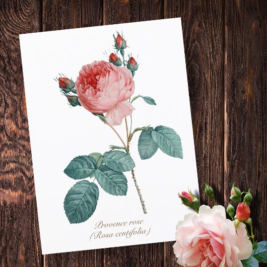  Botanisch Roze Provence Roos Bloemen Briefkaart