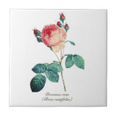  Botanisch Roze Provence Roos Bloemen Tegeltje (Voorkant)