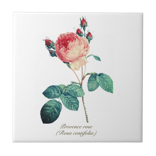  Botanisch Roze Provence Roos Bloemen Tegeltje (Voorkant)