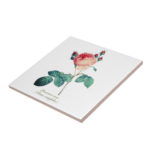  Botanisch Roze Provence Roos Bloemen Tegeltje (Zijkant)