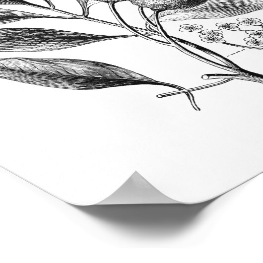 Botanisch Slaapsel Poster (Hoek)