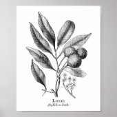 Botanisch Slaapsel Poster (Voorkant)