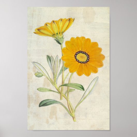 Botanisch Splendent Gazania Poster (Voorkant)