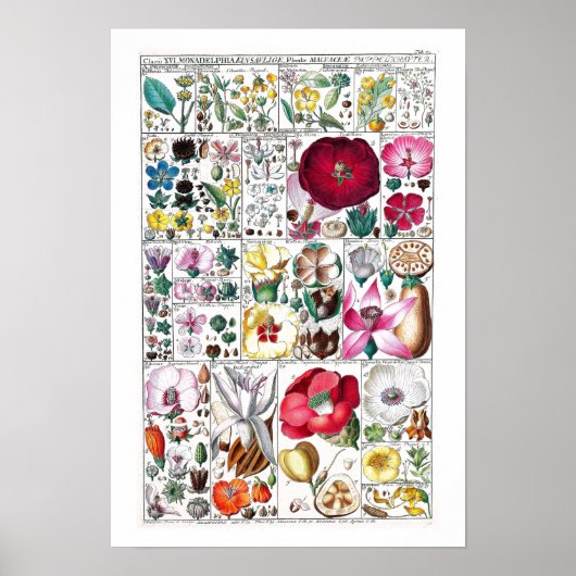 BOTANISCH STROOMKARTPOSTER DOOR FUESSLI POSTER (Voorkant)