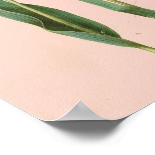 botanisch Tulp Poster, Bleek Roze Poster (Hoek)