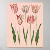 botanisch Tulp Poster, Bleek Roze Poster (Voorkant)