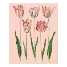 botanisch Tulp Poster, Bleek Roze