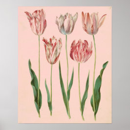  botanisch Tulp Poster, Bleek Roze Poster