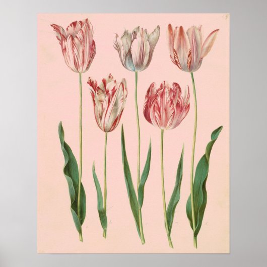  botanisch Tulp Poster, Bleek Roze Poster (Voorkant)