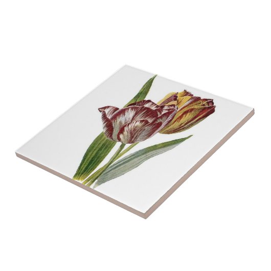  botanisch - Tulpen, Tegeltje (Zijkant)