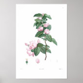  BOTANISCH Vaak PINKSTROOM POSTER (Voorkant)