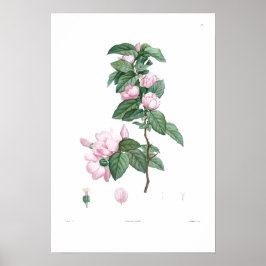 BOTANISCH Vaak PINKSTROOM POSTER