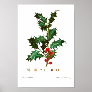  BOTANISCH VEELZIJDIG POSTER