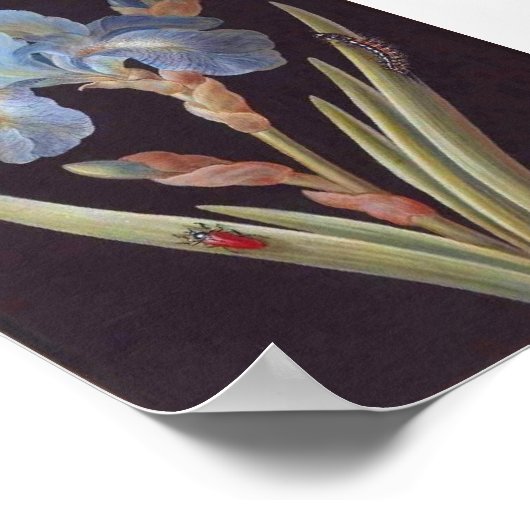  Botanisch-Vloerblauw Iris-on-Black Poster (Hoek)
