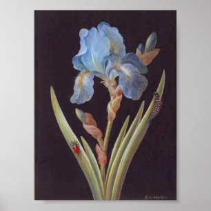 Botanisch-Vloerblauw Iris-on-Black Poster