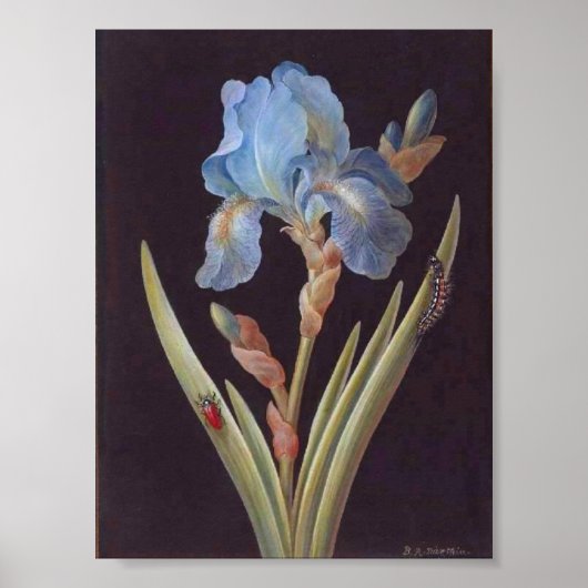 Botanisch-Vloerblauw Iris-on-Black Poster (Voorkant)