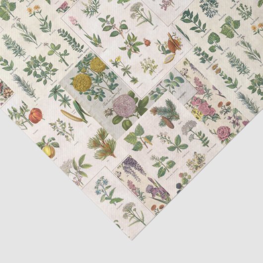  botanisch weefsel voor ontbinding tissuepapier (Detail)