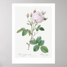 BOTANISCH "WITTE CABBAGE ROOS" REDOUTÉ POSTER
